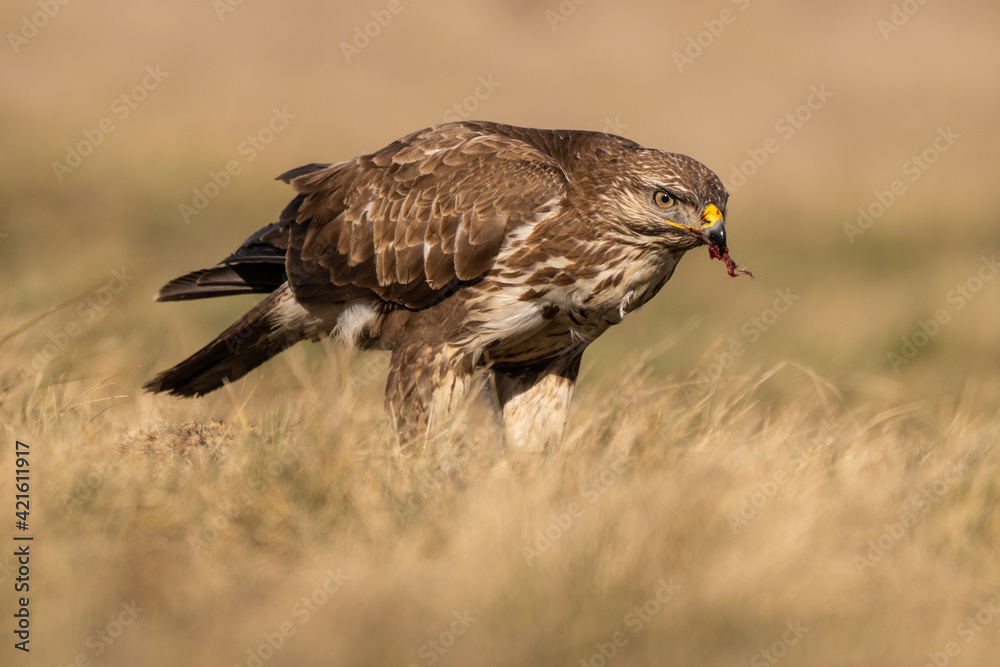 Fototapeta premium common buzzard standing alone