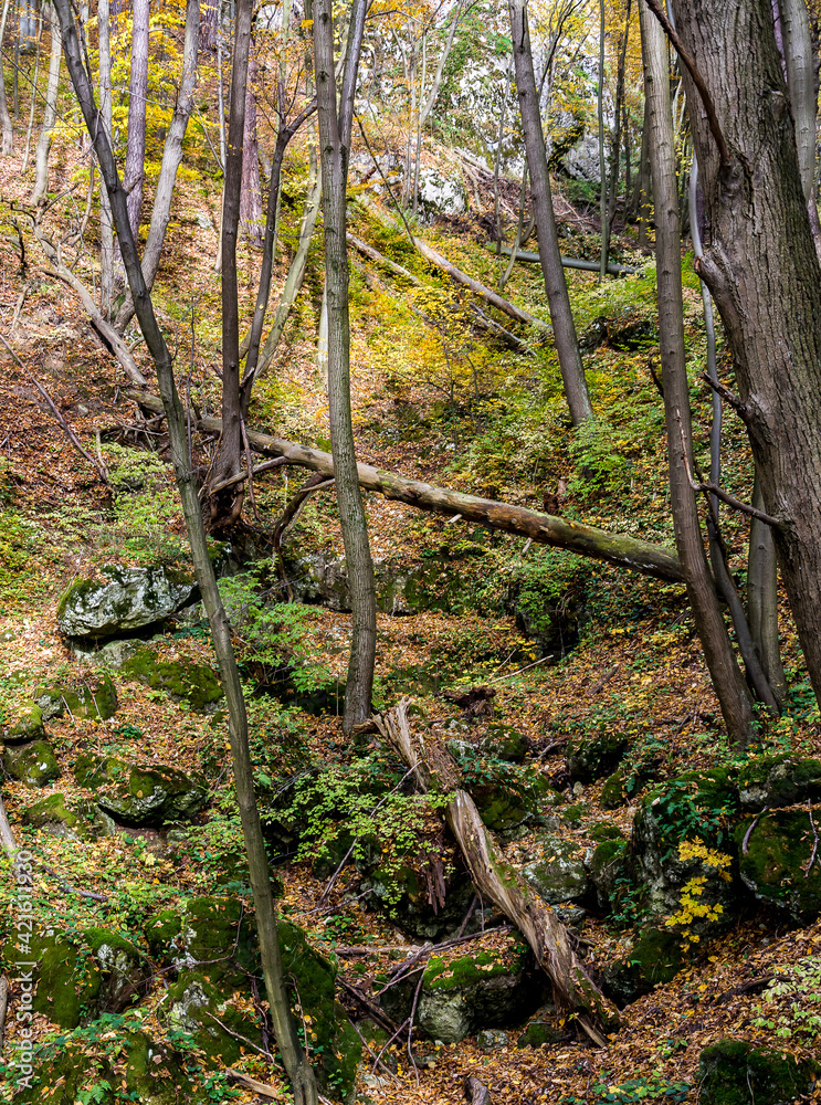 Fototapeta premium Ojców
