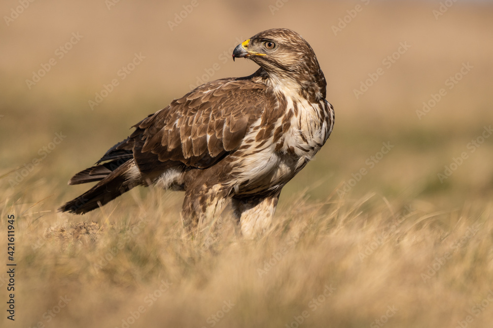 common buzzard standing alone common buzzard standing alone
