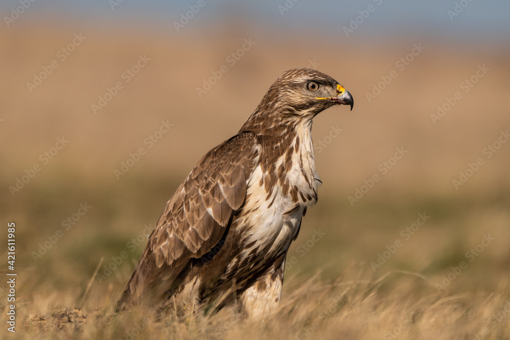 common buzzard standing alone common buzzard standing alone
