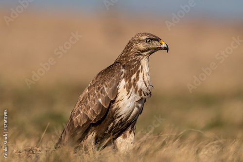common buzzard standing alone