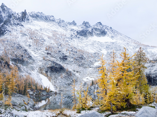 USA, Washington State. Alpine Lakes Wilderness, Enchantment Lakes, Larch trees and McClellan Peak