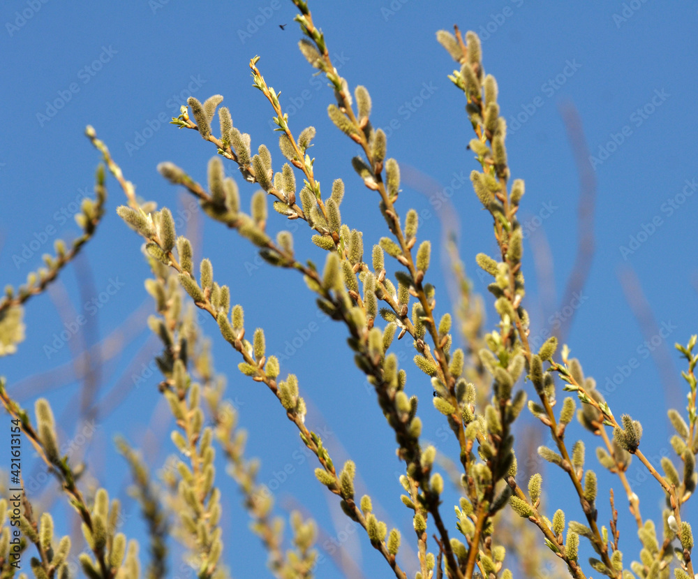 Willow (Salix caprea) branches before flowering Willow (Salix caprea) branches before flowering