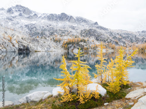 USA, Washington State. Alpine Lakes Wilderness, Enchantment Lakes, Golden Larch trees at Perfection Lake
