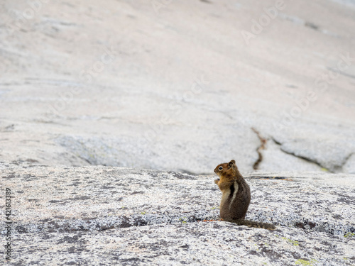 USA, Washington State. Alpine Lakes Wilderness, Enchantment Lakes, Golden-mantled Ground Squirrel