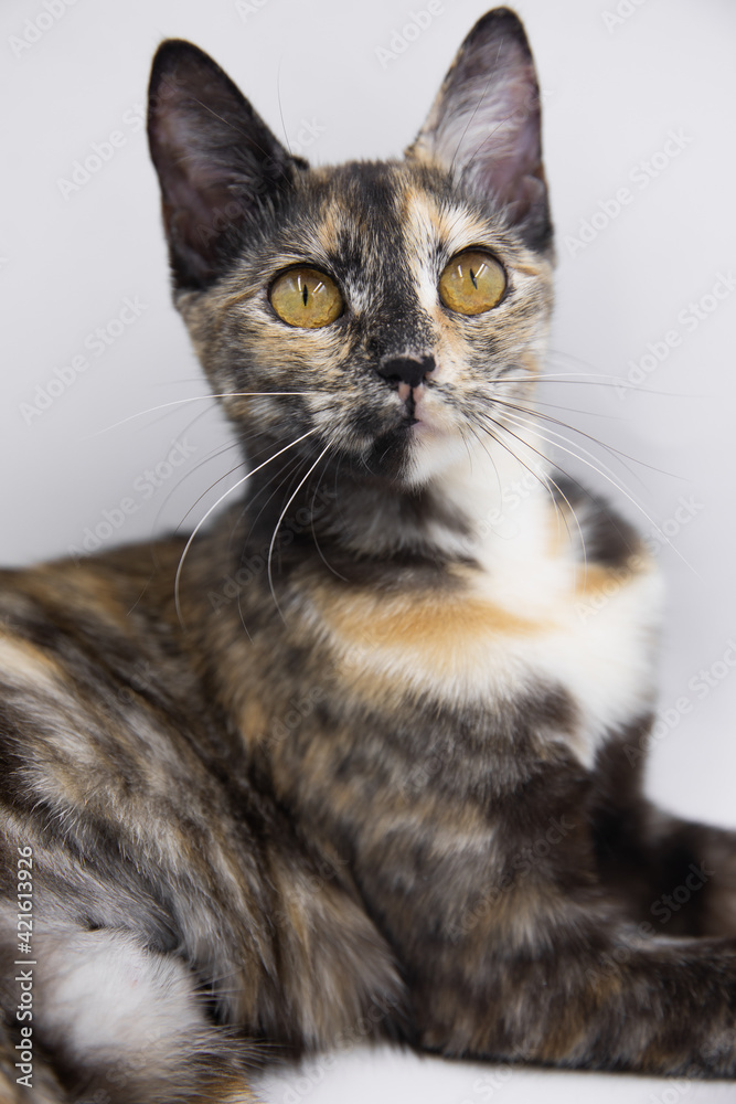 tricolor cat on a white background tricolor cat on a white background
