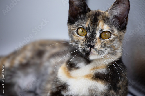 tricolor cat on a white background
