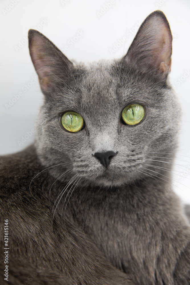portrait of a gray fluffy cat on a white background