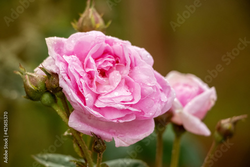 Pink roses with buds on a blurred background