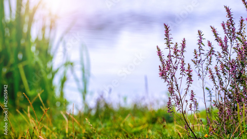 Wild pink flowers and sedge by the river, summer background