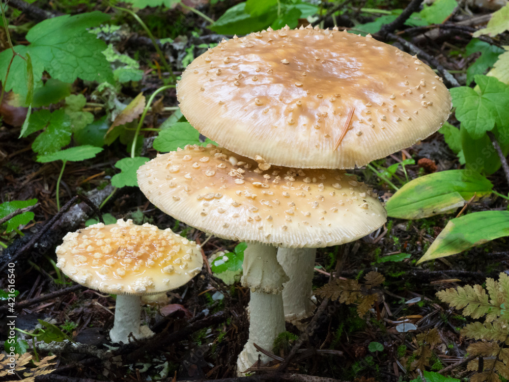 USA, Washington State. Central Cascades, amanita muscaria mushroom. USA, Washington State. Central Cascades, amanita muscaria mushroom.