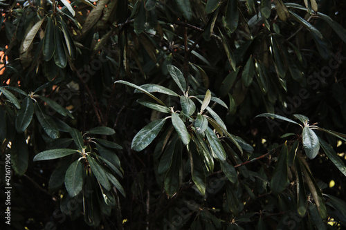 Wallpaper Mural rhododendrons bush green leafs background Torontodigital.ca