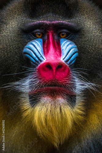 Fotografia Rainbow Colors Of Male Mandrill Monkey Face