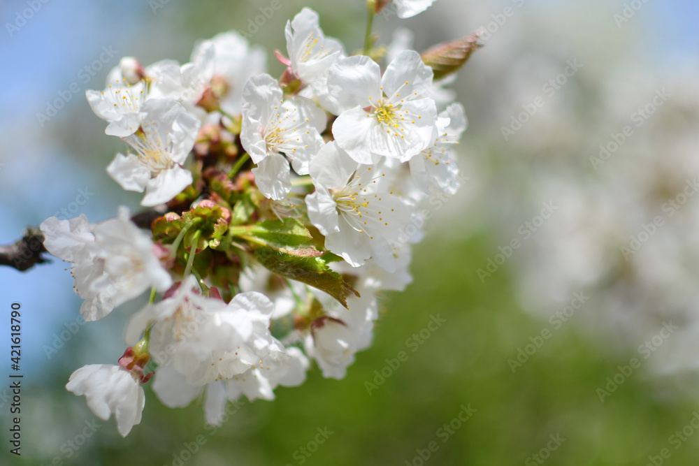 Blooming cherry tree, White flowers on a cherry tree. Spring background. 
Beautiful and cute white cherry blossoms , wallpaper background, soft focus. Spring in Lviv, Ukraine. Selective focus