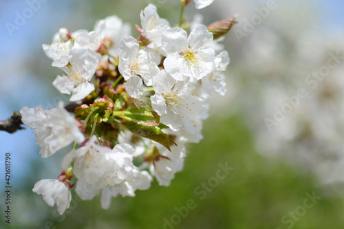 Blooming cherry tree, White flowers on a cherry tree. Spring background. Beautiful and cute white cherry blossoms , wallpaper background, soft focus. Spring in Lviv, Ukraine. Selective focus © Iryna