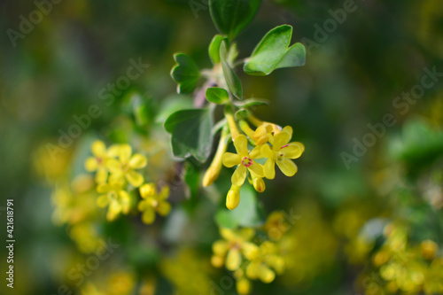 Spring seasonal background with blooming yellow tree branches, natural seasonal floral background. Selective focus