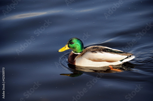 mallard drake floats on the river