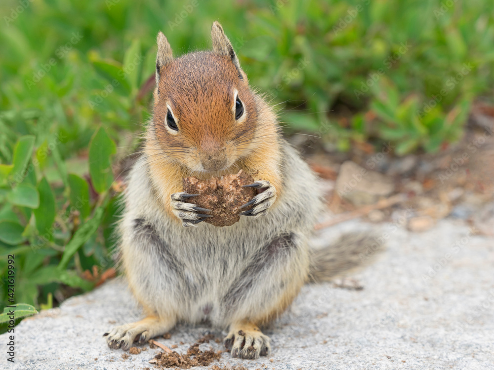 WA, Mount Rainier National Park, Golden Mantled Ground Squirrel (Spermophilus lateralis) WA, Mount Rainier National Park, Golden Mantled Ground Squirrel (Spermophilus lateralis)