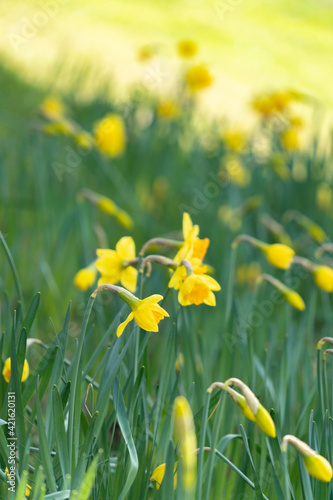 Daffodils in springtime, UK