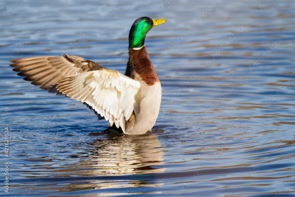 Obraz premium WA, Juanita Bay Wetland, Mallard duck, male (Anas Platyrhynchos)