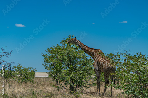 South African giraffe, Rotschild Giraffe walking at the savanna in the Etosha National Park, Namibia