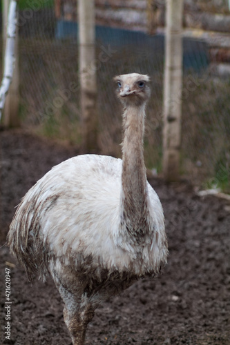 Photo of white ostrich taken at the zoo
