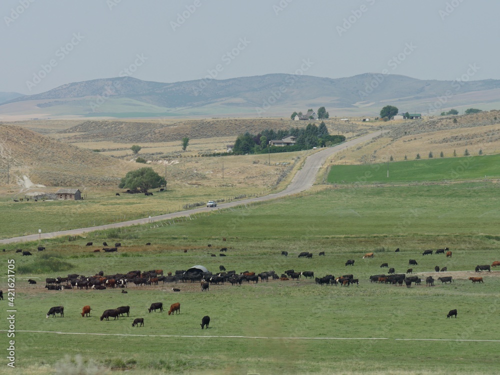 Farmlands in Idaho with a herd of cows grazing.