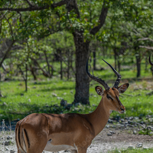 Close up from one beautiful black faced impala at the forest at the Etosha National Park