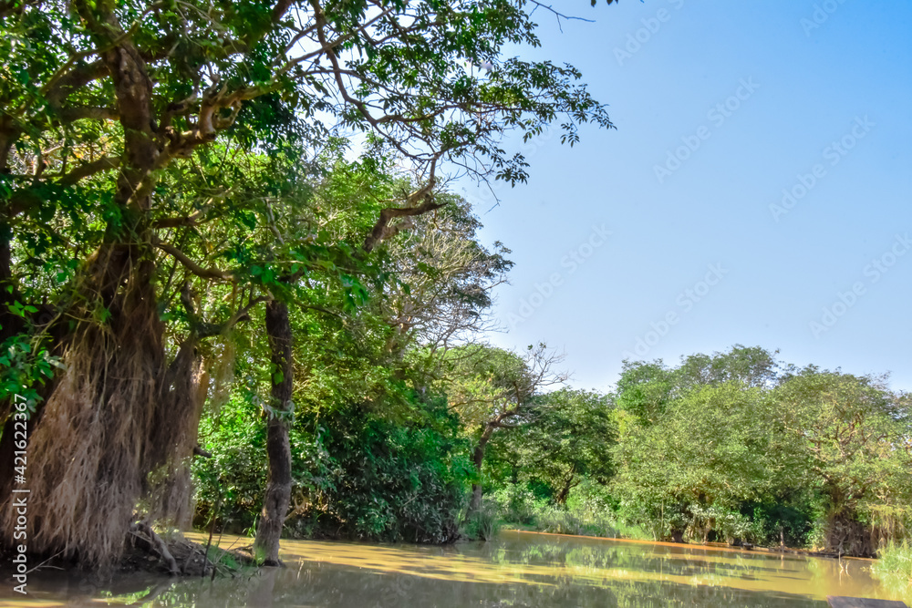 Obraz premium green tree in lack