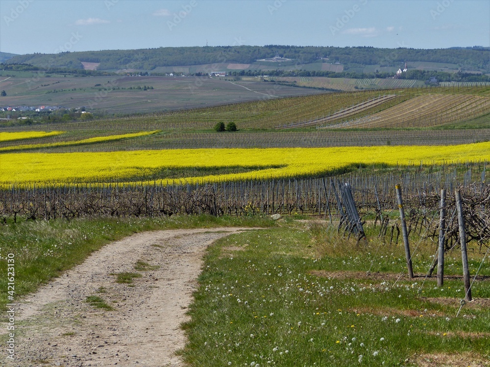 Feldweg durch die Weinberge mit gelb blühenden Rapsfeldern im Hintergrund