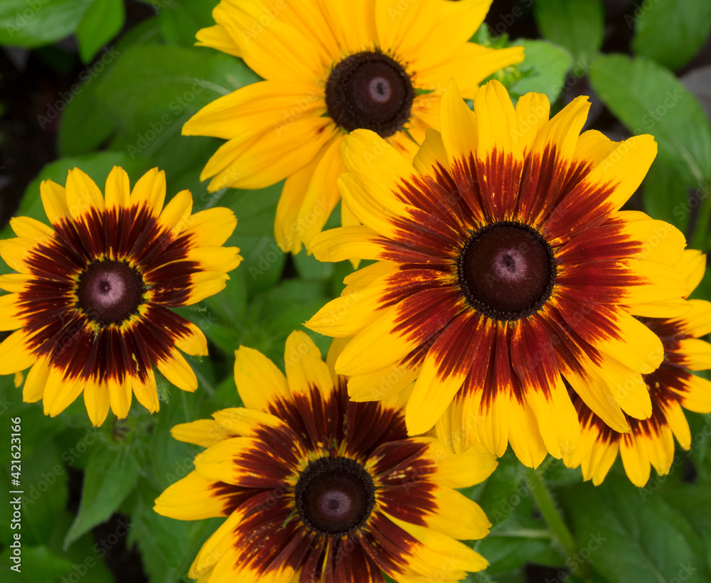 Obraz premium WA, Redmond, Gloriosa Daisy