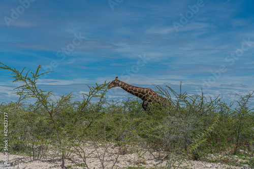 South African giraffe, Rotschild Giraffe walking at the savanna in the Etosha National Park, Namibia © ggfoto