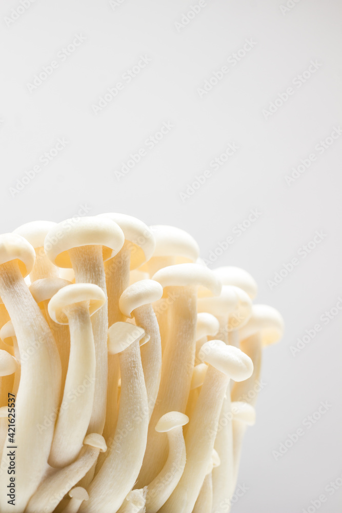 White Shimeji mushrooms close up White Shimeji mushrooms close up