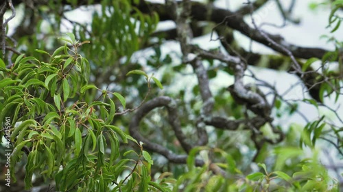Plant at Kamanaiki Trail, Honolulu, Oahu, Hawaii

Santalum freycinetianum, the forest sandalwood, Freycinet sandalwood, or ʻIliahi