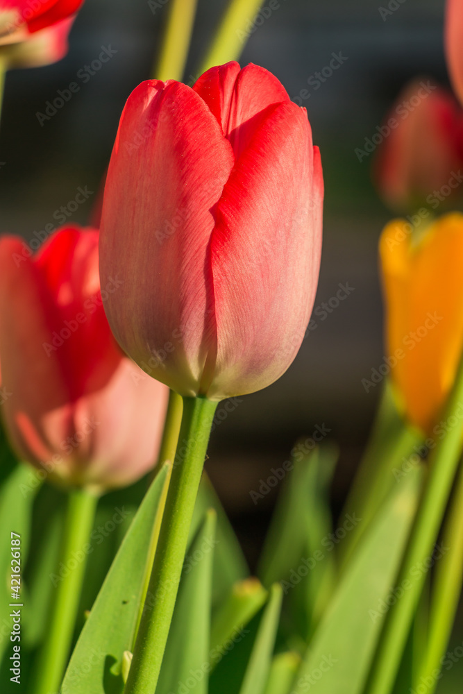 Blossom of a flower in the sunshine. Red tulip in the foreground in spring. More red and yellow flowers of tulips in the background. Green flower stems and petals