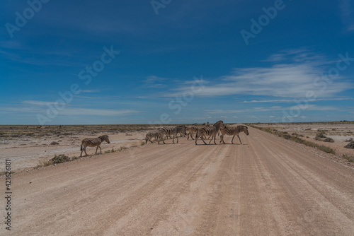 Herd of Zebras crossing the street at the Etosha Pan in Etosha National Park, Namibia photo