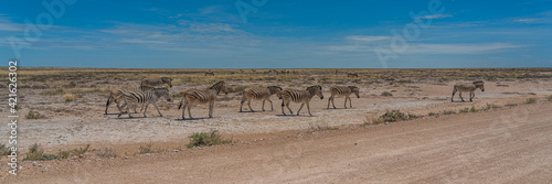 Herd of Zebras crossing the street at the Etosha Pan in Etosha National Park  Namibia  panorama