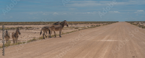 Herd of Zebras crossing the street at the Etosha Pan in Etosha National Park  Namibia  panorama