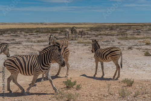 Zebras at the Etosha Pan in Etosha National Park  Namibia
