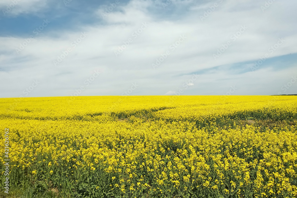 Amazing bright colorful spring and summer landscape for wallpaper. Yellow field of flowering rape and tree against a blue sky with clouds. Natural landscape background with copy space, Ukraine