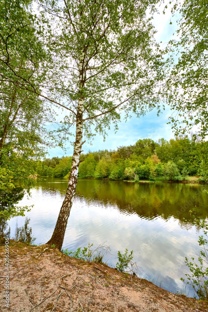 Fototapeta premium Landschaftsidylle am Seeufer mit Birkenbaum und Wasserspiegelung
