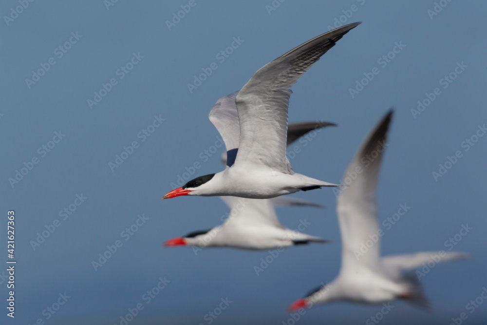 Obraz premium Caspian terns flying