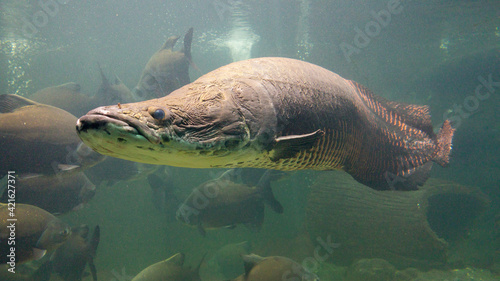 Pirarucu (Arapaima Gigas) um dos maiores peixes de água doce do Brasil 