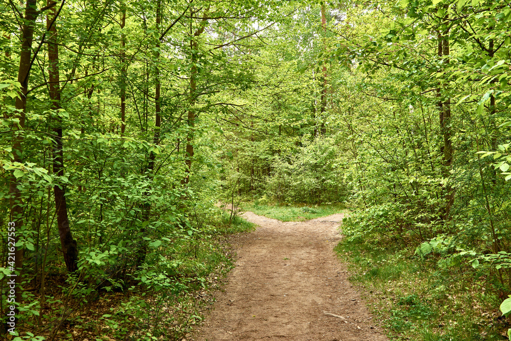 Waldweg mit Gabelung im Laubwald