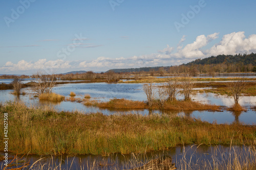 Fototapeta Naklejka Na Ścianę i Meble -  Tide water marsh, coastal wetland