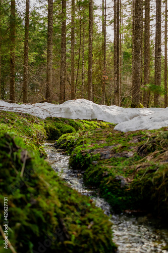 stream in the lush forest