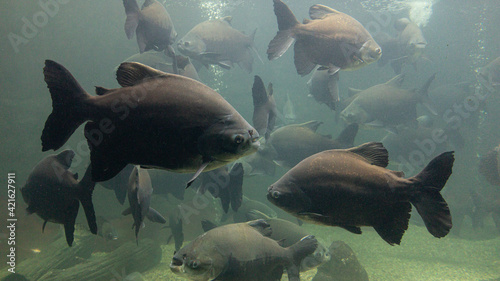 Tambaqui (Colossoma macropomum) o Pacu Vermelho, peixe de água doce e de escamas com corpo romboidal photo