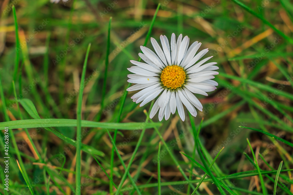 Daisies in a meadow. White flowers in sunshine with yellow pollen and pistils. Individual blades of grass on the meadow in detail. Meadow flower in spring Daisies in a meadow. White flowers in sunshine with yellow pollen and pistils. Individual blades of grass on the meadow in detail. Meadow flower in spring