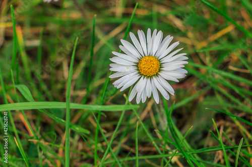 Daisies in a meadow. White flowers in sunshine with yellow pollen and pistils. Individual blades of grass on the meadow in detail. Meadow flower in spring