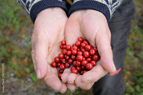 Hands of elderly woman hold wild red berries. Lingonberry collected to make Troll Cream. Norwegian traditions. © Pier Fax